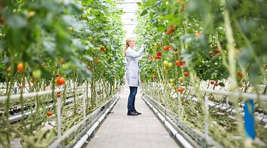 Un scientifique des produits alimentaires inspecte des plants de tomate dans une serre.