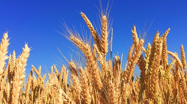 Field of wheat against a blue sky