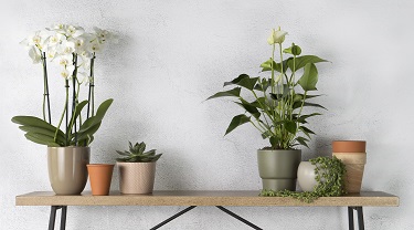 Beautiful potted orchids and other plants on a console table