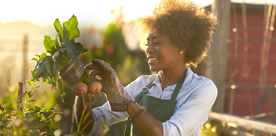 Female farmer picking fresh beetroot