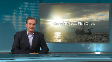 EDC Peter Hall: Canada’s next fish crisis