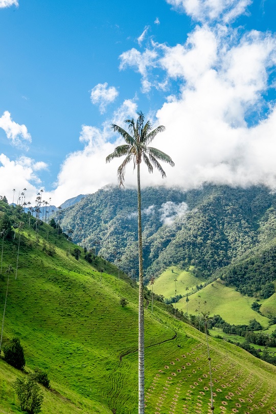 Lush Cocora Valley in Colombia