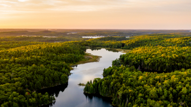 River running through pine forest