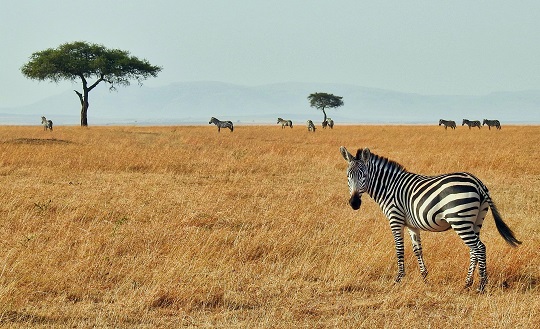 Zebra standing in a field in Kenya