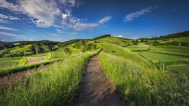 Path through a farm field