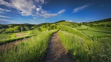 Chemin à travers un champ agricole