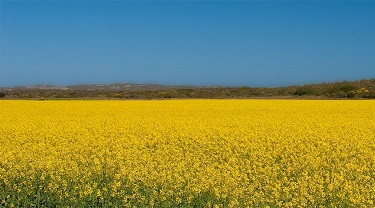 Classement des exportations agricoles canada