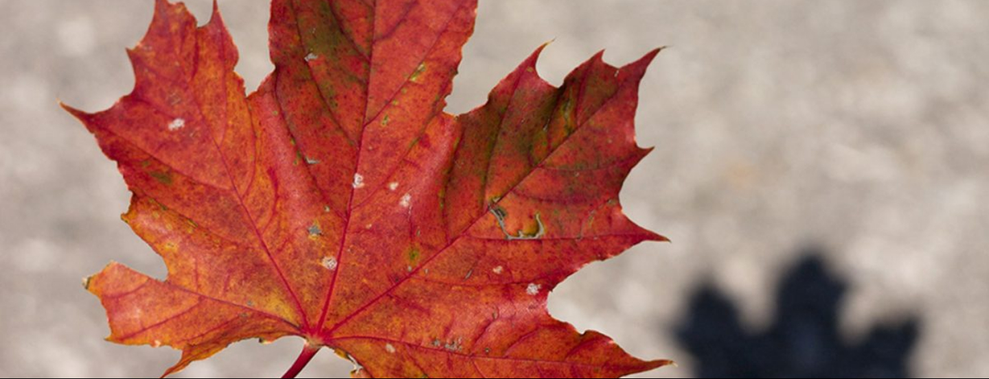 Le Canada, une marque qui constitue un atout à l’export