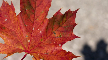 Le Canada, une marque qui constitue un atout à l’export