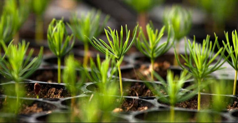 future of forestry sector ahero t