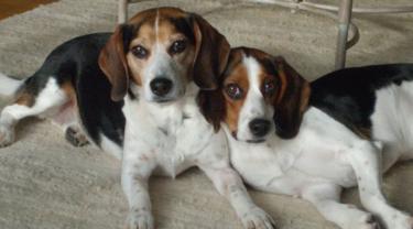 Export Insights Branko's Beagles