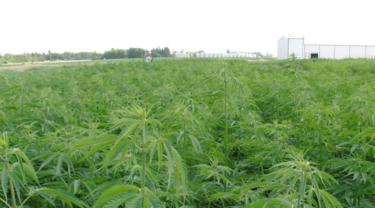 Incontournable d’EDC : Canada Hemp Foods 