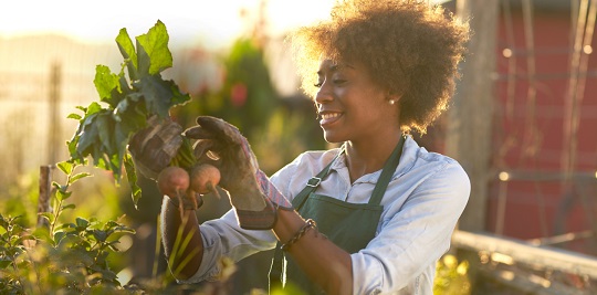 Female farmer picking fresh beetroot