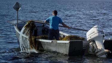 Marine plant company Acadian Seaplants Limited