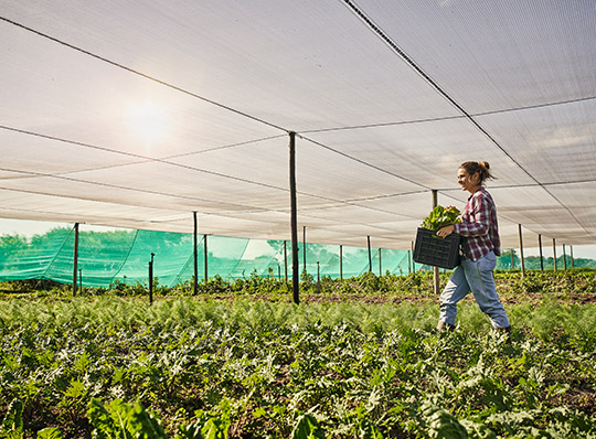 Personne marchant dans un champ agricole sous un filet d’ombrage, portant une caisse de légumes feuilles.