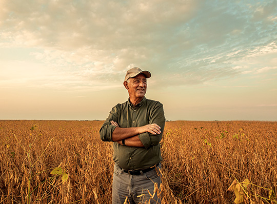 Fermier debout dans un champ de fèves de soya, examinant ses cultures au crépuscule.