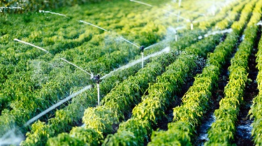 Smart cleantech irrigation systems aid cannabis cultivators