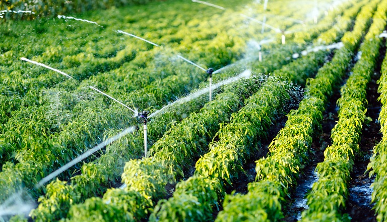 Les systèmes d'irrigation Smart Cleantech aident les cultivateurs de cannabis