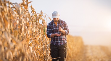 Un jeune fermier examine des semences en marchant dans un champ de maïs.