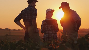 Three farmers discuss planting in a field.