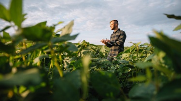 Agriculteur dans un champ de soya