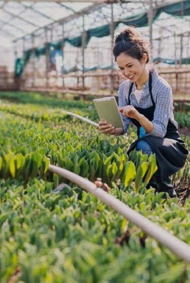 A woman checks her tablet while kneeling in a greenhouse.