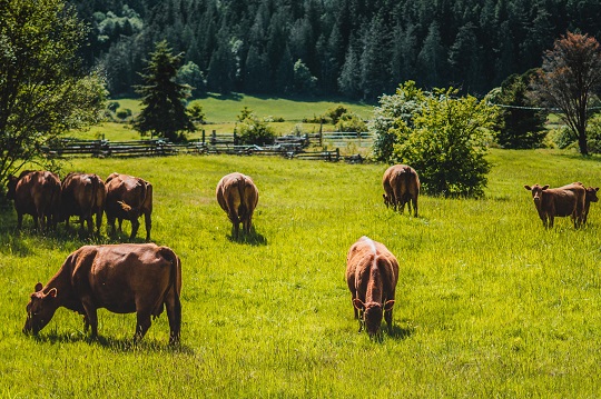 Vaches qui paissent dans un champ