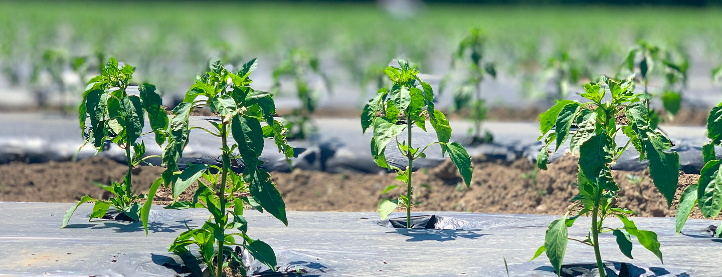 Piments sur fond noir