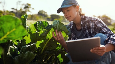 Un jeune fermier utilise sa tablette intelligente pour gérer sa ferme.