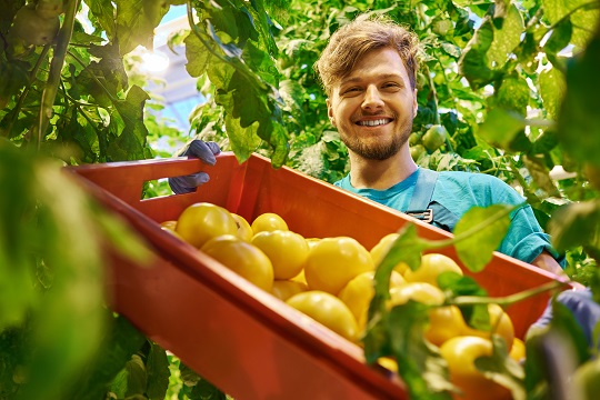 Farmer holds crate of yellow tomatoes in greenhouse