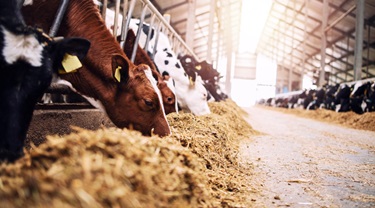 Des vaches dans une étable durant la traite.