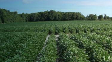 Vive Crop Protection, éco-entreprise de Toronto