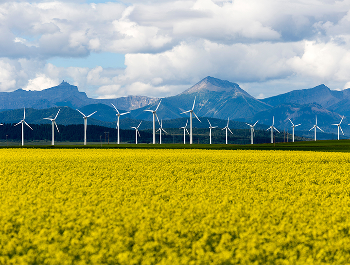 Production d'énergie renouvelable à partir d'éoliennes dans un champ de colza.
