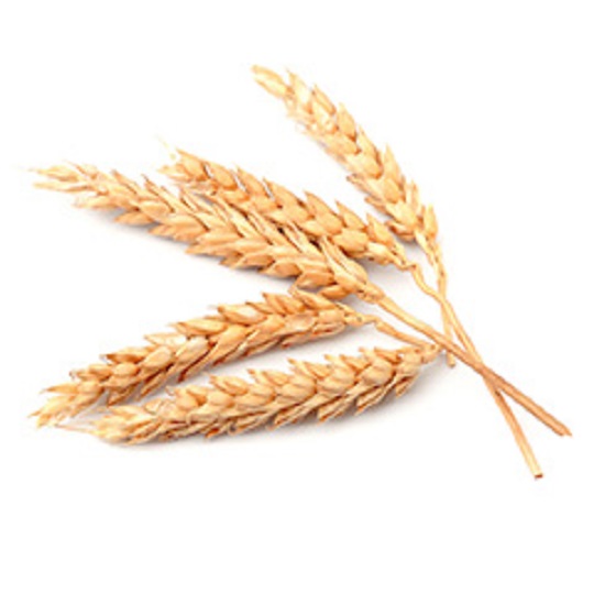 Marquis wheat