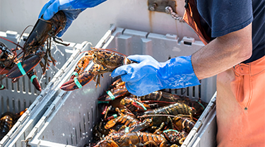 Une personne portant des gants bleus manipule des homards canadiens vivants destinés à l'exportation vers les marchés d'Asie et de l'Indo-Pacifique.