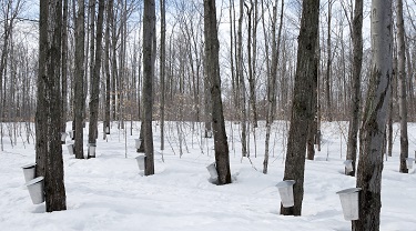 canadian maple syrup exports