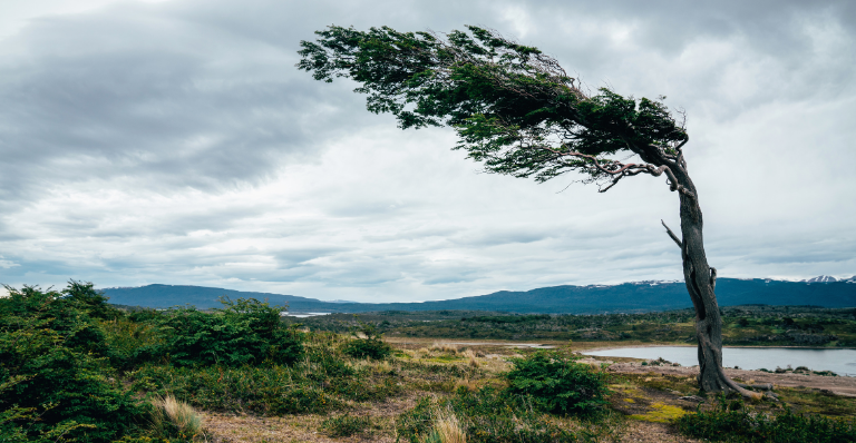 Un arbre courbé par le vent, presque brisé, mais toujours solide et résilient.