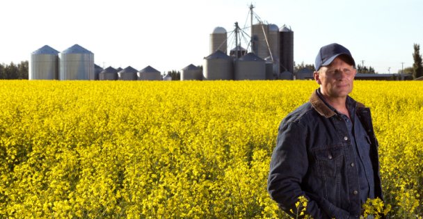 Farmer in canola field faces uncertainty amid new U.S. tariffs and Chinese duties on Canadian exports.