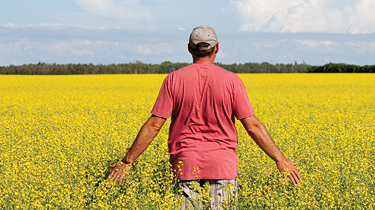 A male farmer inspecting his bright yellow canola crop on a clear sunny day with clouds in the distance.