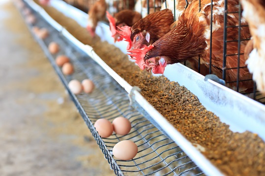Roosters in cages watch assembly line featuring eggs