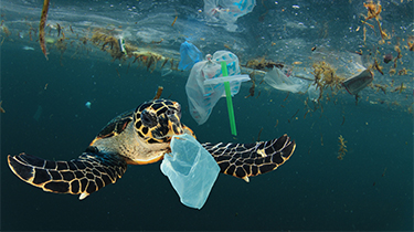 Image of plastic pollution and sea turtle underwater