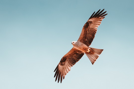 Eagle soaring in the open sky.