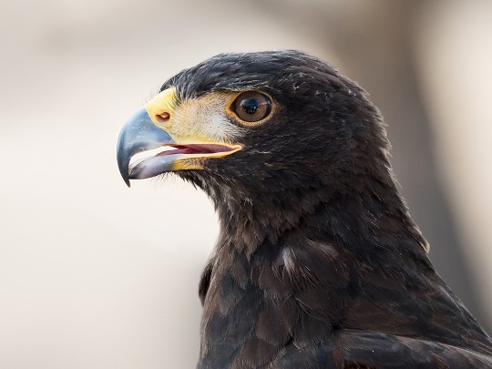 Eagle: The black eagle is Germany’s national bird.