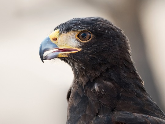 Aigle : l’aigle noir est l’oiseau national de l’Allemagne.