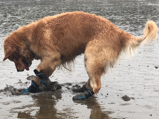 Muttluks dog socks