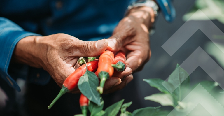 Gros plan des mains d'un fermier tenant des piments chili