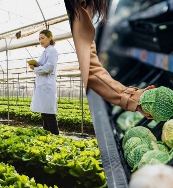 Split-screen image of a female agronomist working in a greenhouse using digital tablet (left) and a woman shopping for fresh organic fruits and vegetables in a supermarket (right).