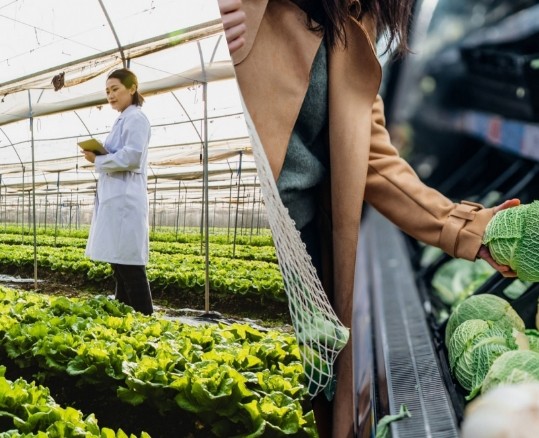 Split-screen image of a female agronomist working in a greenhouse using digital tablet (left) and a woman shopping for fresh organic fruits and vegetables in a supermarket (right).