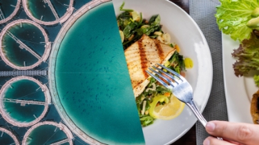 Split-screen image of an aerial shot of a fish farm (left) and an aerial shot of a fish on a plate (right). 