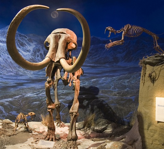 Dinosaur exhibit at Royal Tyrrell Museum in Alberta